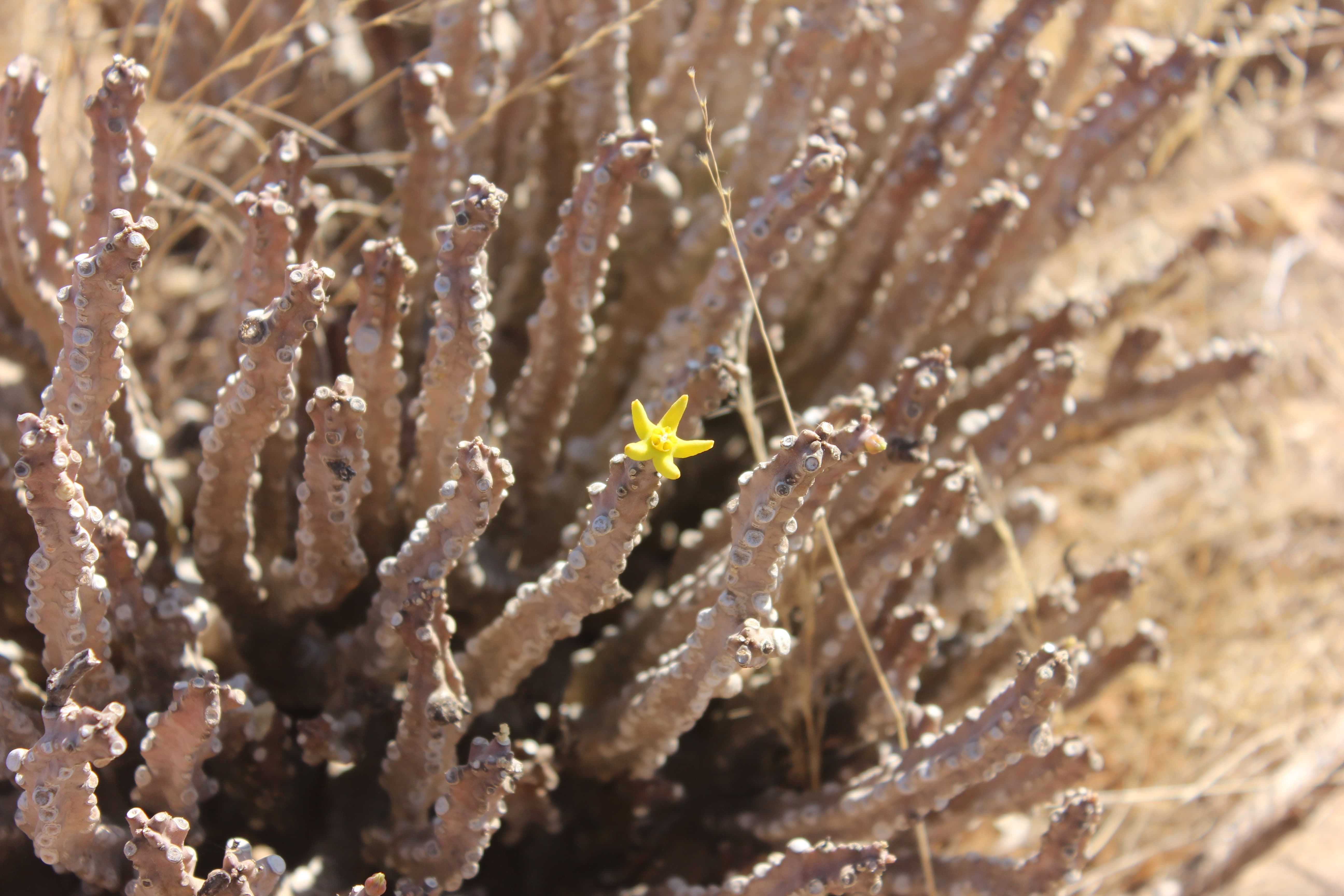 Plant Image